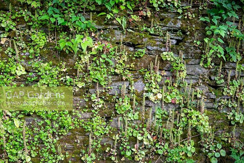 Umbilicus rupestris, Navelwort growing in old stone wall