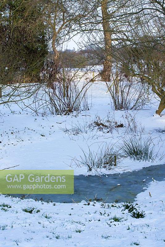 An old wild frozen pond, possibly a field ditch remnant, snow in late February. The Old Rectory, Suffolk, UK