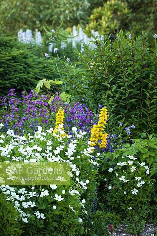 Windflowers 'Anemone narcissiflora', Yellow Loosestrife 'Lysimachia punctata', Cascades Penstemon 'Penstemon serrulatus'. Bellingham USA. 