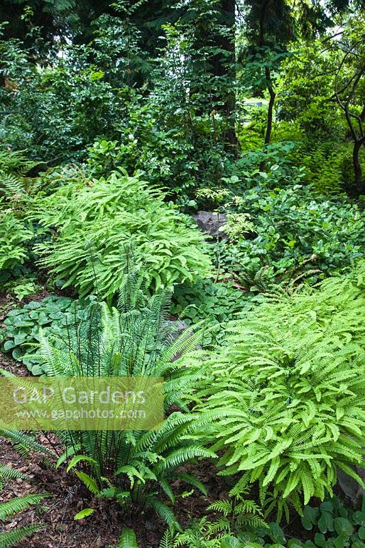 Woodland planting of Struthiopteris spicant, Adiantum aleuticum, Gaultheria shallon, Asarum caudatum and Mahonia aquifolium at Bellevue Botanical Garden