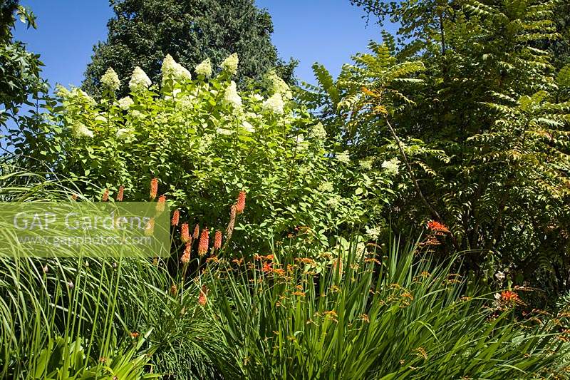 Kniphofia 'Alcazar' - Red Hot Poker, Crocosmia and Hydrangea paniculata 'Limelight' in a summer border at Bellevue Botanical Garden