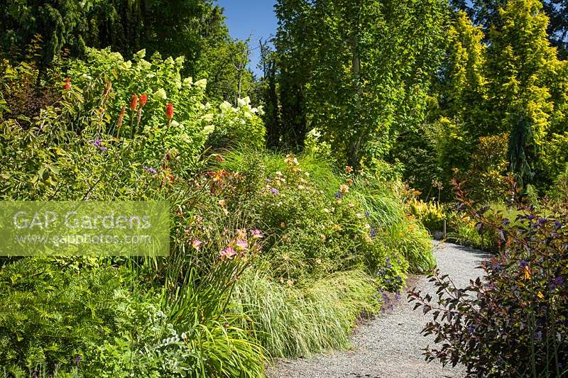 Kniphofia 'Alcazar' - Red Hot Poker, Hemerocallis - Daylilies and Hydrangea paniculata 'Limelight' in perennial border at Bellevue Botanical Garden