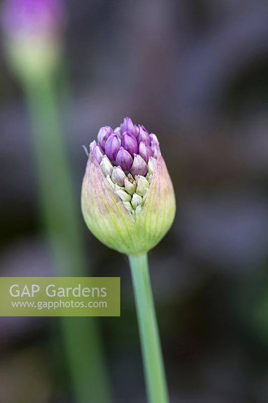 Allium 'Purple Sensation' bud