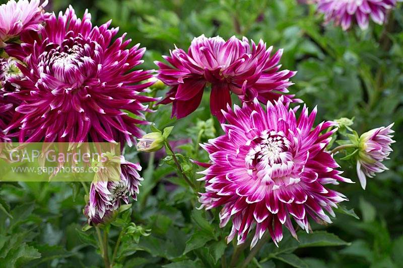 Dahlia 'Vancouver'.