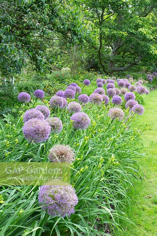 Allium 'Purple Sensation' in border 