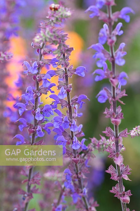 Salvia nemorosa 'Caradonna'