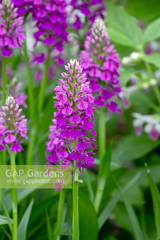 Dactylorhiza x foliosa