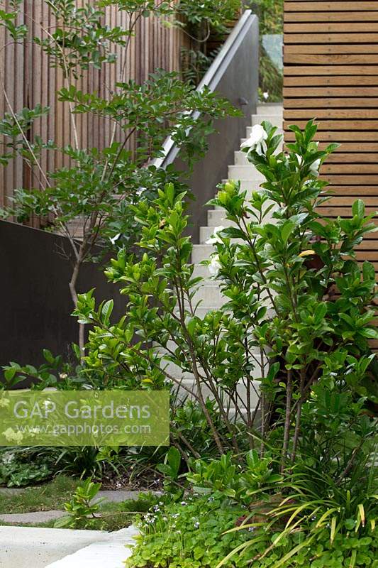 A gardenia shrub in front of concrete stairs and a slatted timber screen.