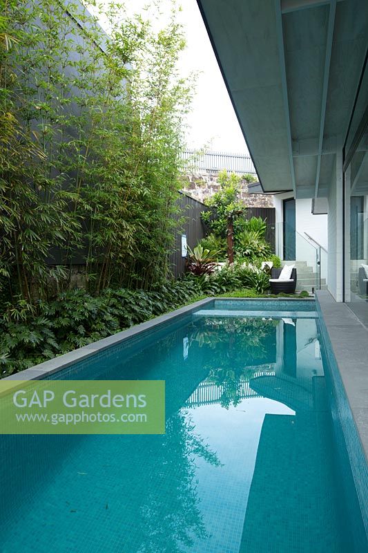 A swimming pool in between a fence and house with a green screen planting of Slender Weavers Bamboo, and a low garden bed with a lush planting featuring Australian native violet.