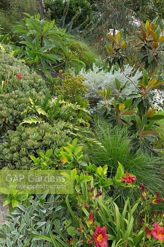 A multi layered sloping garden with a variety of grasses, plants and shrubs with gardenias, succulents, daylillies, emu bush, magnolia and a frangipani.