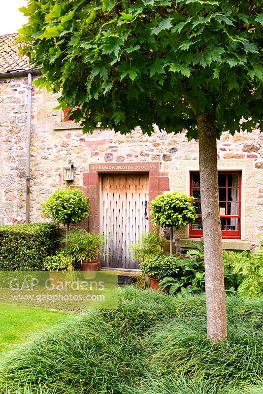 Front door in the Upper Courtyard framed by standard bays, sarcococca, Mahonia 'Soft Caresss', ferns and clipped box, with lollipop Acer platanoides 'Globosum' at Broadwoodside, Gifford, East Lothian, Scotland