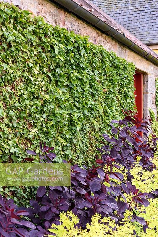 Border of Cotinus coggygria 'Royal Purple' and limey green Euphorbia wallichii against a wall with tightly clipped ivy at Broadwoodside, Gifford, East Lothian in Scotland.