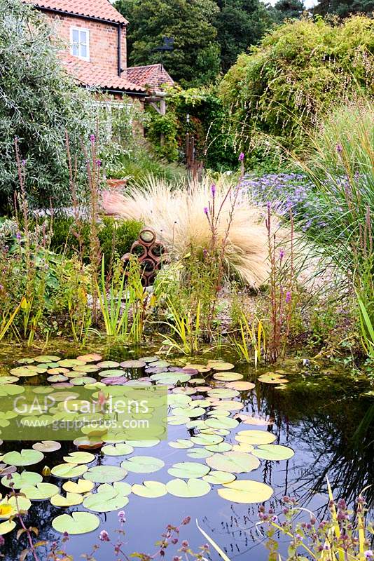 Naturalistic pond in a garden in rural Nottinghamshire surrounded by planting including Stipa tenuissima, asters and Dierama pulcherrimum.