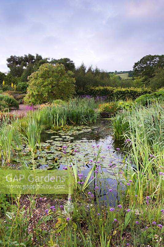 Naturalistic pond surrounded by lush planting including bulrushes, Verbena bonariensis and day lilies.