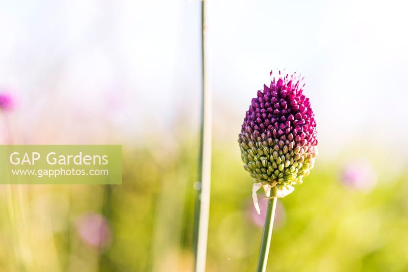 Allium sphaerocephalon, June. 