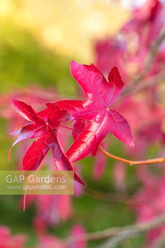 Liquidambar styraciflua 'Corky' foliage in autumn