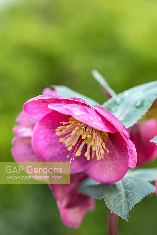 Helleborus - Rodney Davey Marbled Group 'Charmer' - Hellebore