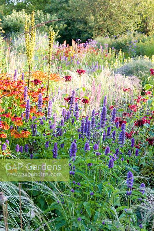 Herbaceous borders at Bluebell Cottage Gardens, Dutton, Cheshire. Planting includes Helenium 'Sahins Early Flowerer', Agastache 'Liquorice Blue', Salvia nemorosa 'Amethyst', Stipa 'Wind Whispers', and Monarda 'Jacob Kline'.