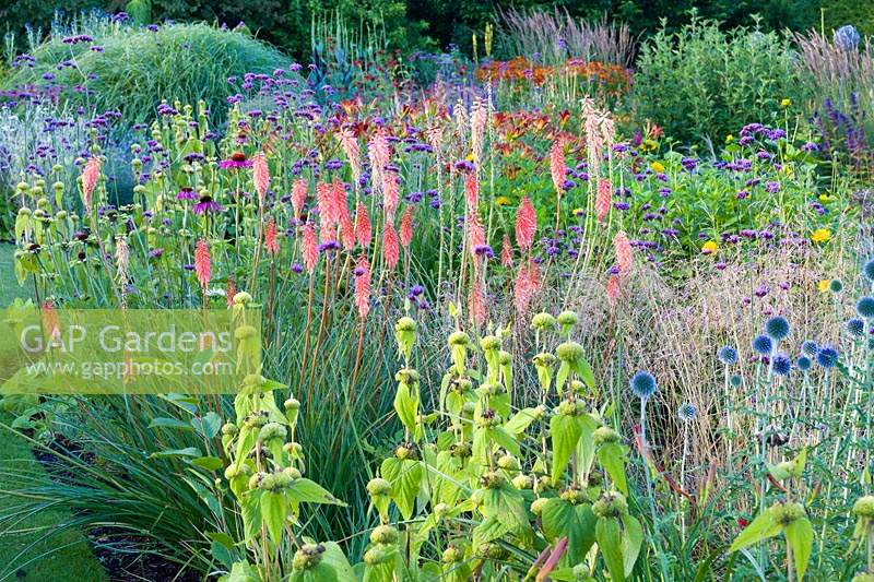 Herbaceous borders at Bluebell Cottage Gardens, Dutton, Cheshire.  Planting includes Echinacea purpurea, Hemerocallis 'Stafford' Phlomis russeliana, Kniphofia 'Timothy and Echinops ritro