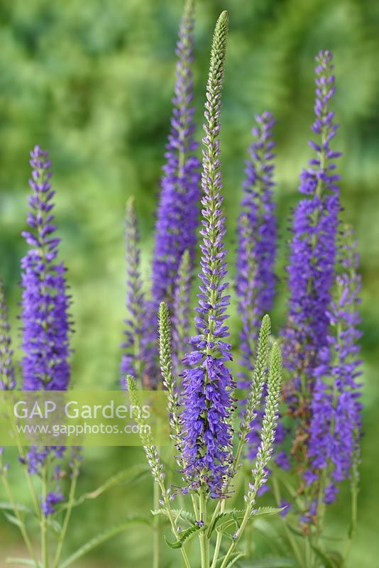 Veronica grandis 'Heartleaf speedwell'.