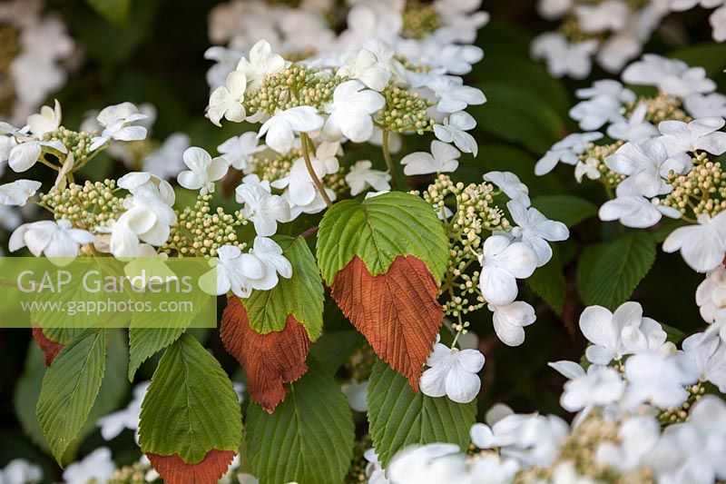 Tip burn on Vibernum plicatum 'Mariesii'