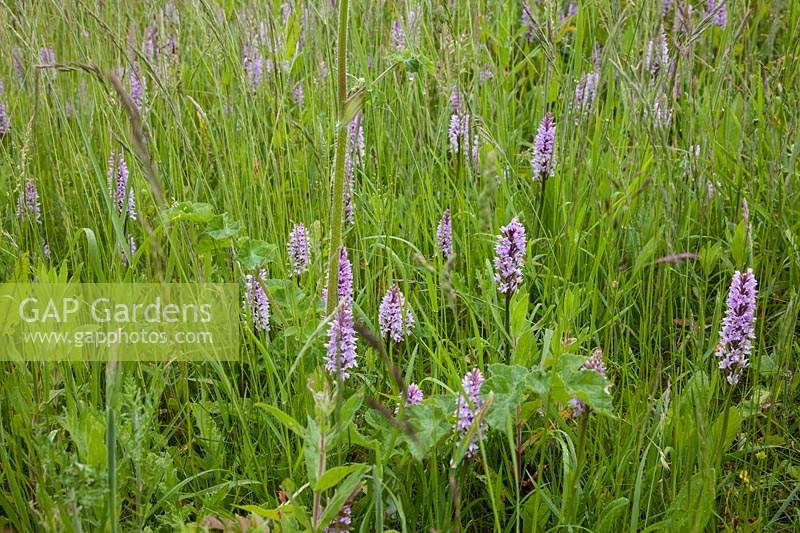 Dactylorhiza fuchsii - Common Spotted Orchid. Found growing in profusion on embankment around local wild life park, St Michael's Mead, in Bishops Stortford, Hertfordshire 