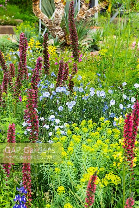 Flower bed with Echium russicum 'red-flowered viper's grass', Linum perenne 'blue perennial flax' and Euphorbia palustris. The Resilience Garden, RHS Chelsea Flower Show 2019.