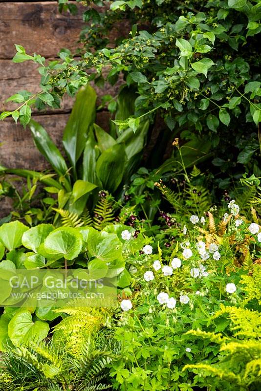 Geranium phaeum 'Album', Aspidistra elatior, Farfugium and ferns in mixed foliage bed. The Resilience Garden. RHS Chelsea Flower Show 2019.
