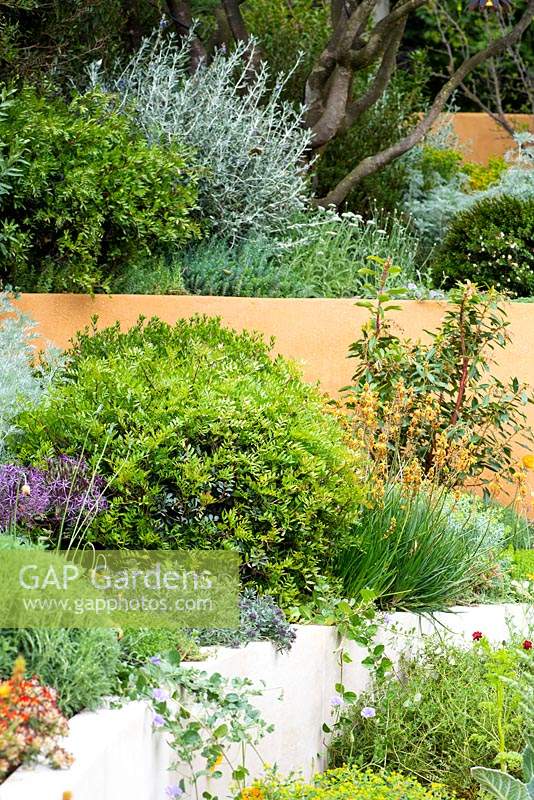 Split level garden with Mediterranean planting. The Dubai Majlis Garden, 
RHS Chelsea Flower Show 2019