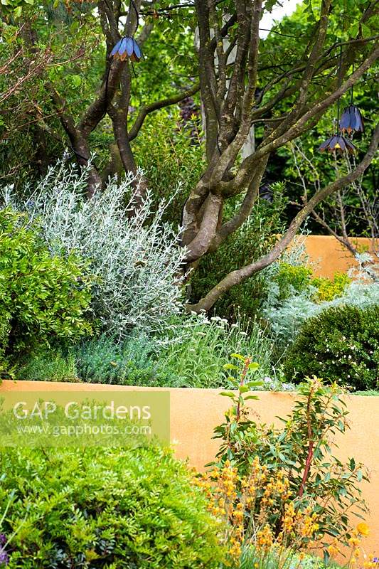 Split level garden with Mediterranean planting. The Dubai Majlis Garden 
RHS Chelsea Flower Show 2019