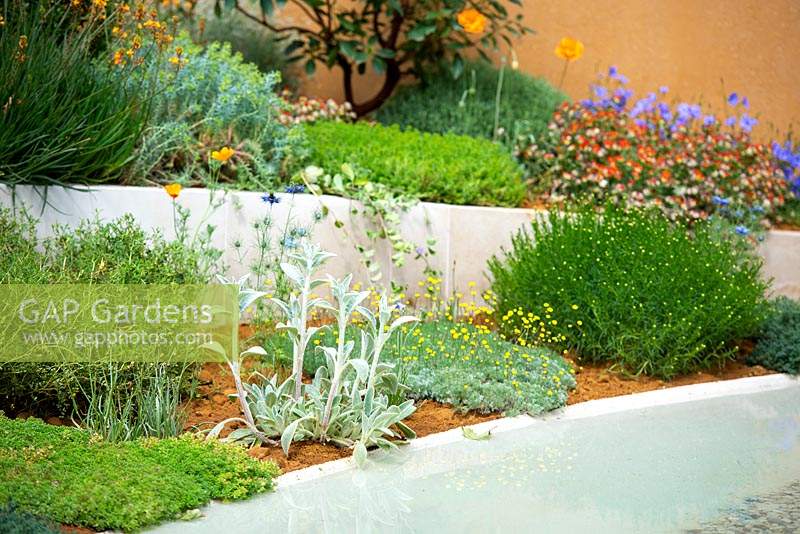 Split level garden with Mediterranean planting including Stachys byzantina. The Dubai Majlis Garden
RHS Chelsea Flower Show 2019