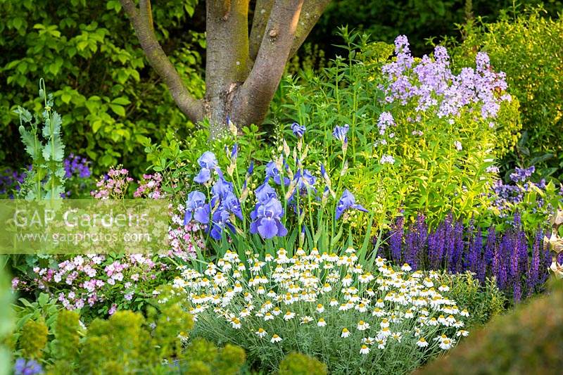 Flower bed with Iris stock photo by Joanna Kossak, Image: 1360820