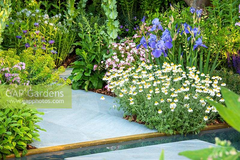 Paths and water feature surrounded by Iris 'Kent Pride', Rosa 'Ballerina' AGM, Anthemis punctata subsp. cupaniana AGM - Sicilian chamomile. The Morgan Stanley Garden. 
RHS Chelsea Flower Show 2019, Gold medal winner