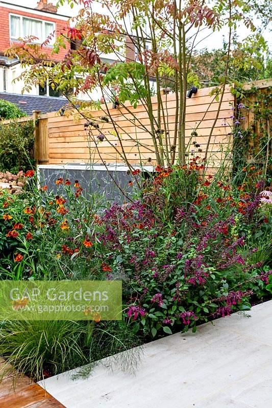 Contemporary garden in Wandsworth. Border planting includes Echinacea purpurea, Verbena bonariensis, Helenium Moerheim Beauty, Sorbus sargentiana, Salvia Love and Wishes, Hakonechloa macra,