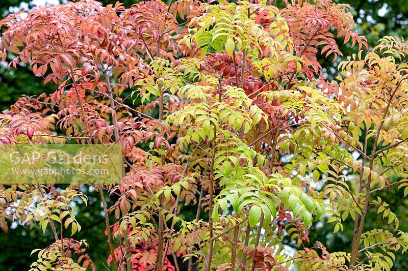 Contemporary garden in Wandsworth. Sorbus sargentiana