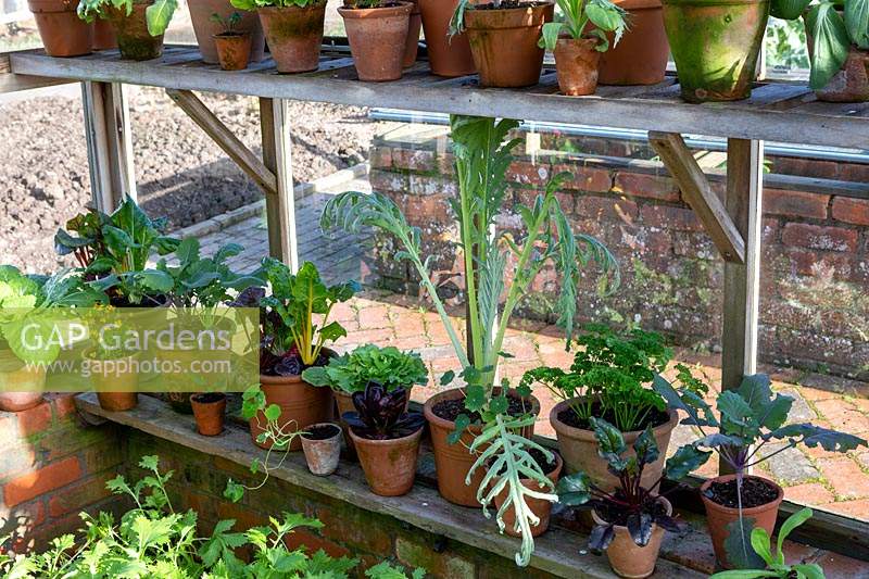 Autumn greenhouse, with overwintering herbs and vegetables in pots