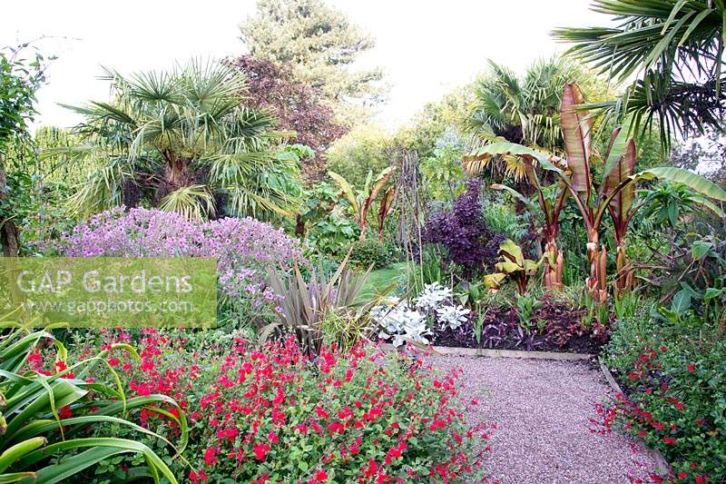 The Exotic Garden at Abbeywood Gardens Planting includes Salvia coccinea 'Lady in Red', Geranium palmatum, Trachycarpus fortunei, Ensete ventricosum 'Maurelii', Pseudopanax crassifolius palms.