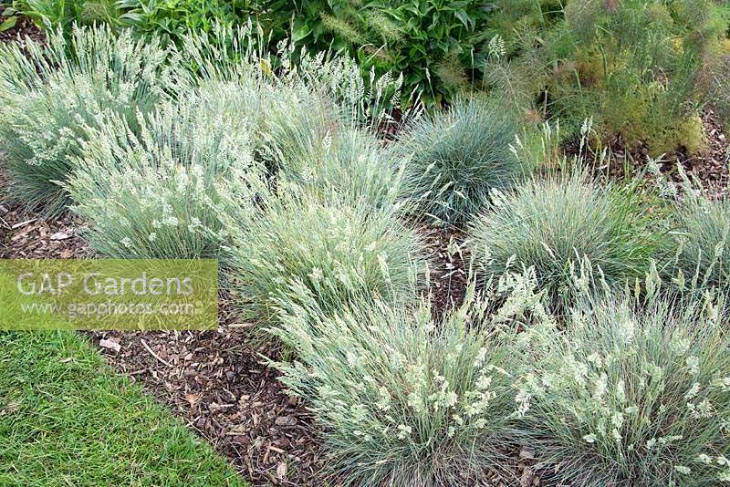 Festuca glauca 'Blaufuchs'.