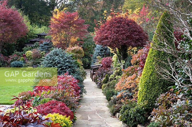 View down a path of the autumnal colours of mixed acers, conifers, photinias, topiary and azaleas at Four Seasons garden, Walsall, West Midlands.