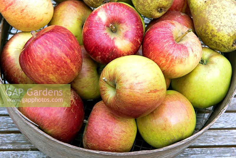 Malus domestica - Laxton Fortune, English heritage dessert apples in vintage garden sieve.  Raised Bedford in 1931.