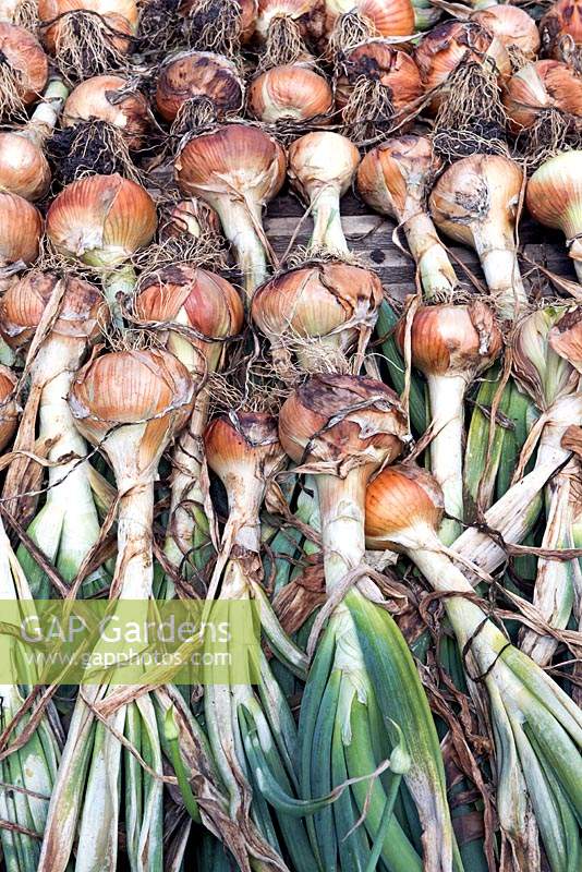 Allium cepa - Onion 'Bedfordshire Champion' organic onions drying in the sun.