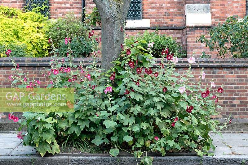 Alcea rosea - Hollyhock mixed shades of pink with dark red in tree pit, Highbury, London Borough of Islington.