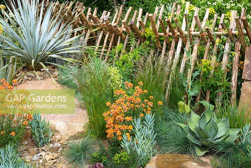 Sweet Chestnut hurdle fences, Erysimum 'Apricot Twist', Aloe vera, Senecio serpens and Agave in Sentebale - Hope in Vulnerability Garden at RHS Chelsea Flower Show 2015 - Sponsor: David Brownlow charitable foundation, Princes Foundation for Building Community - People's Choice 2015