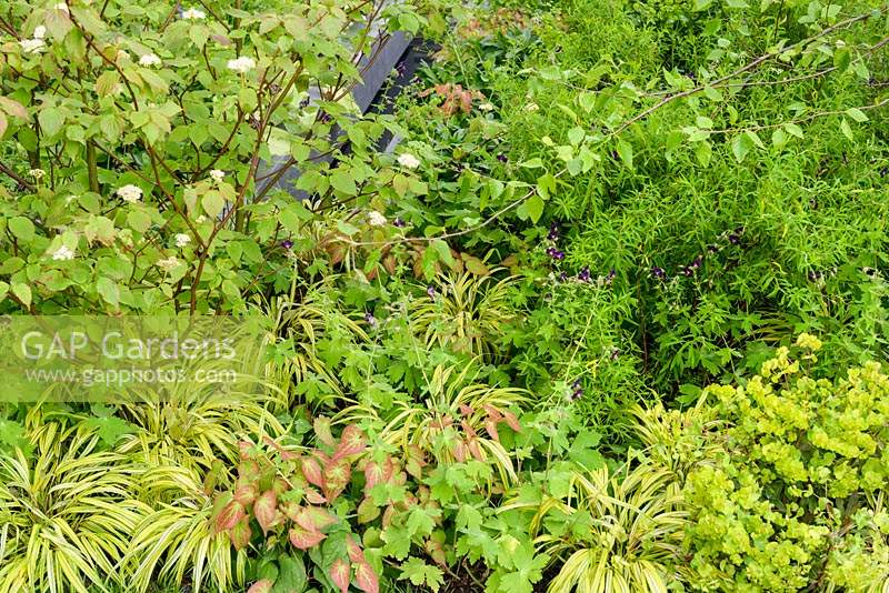 Tellima grandiflora, Euphorbia amygdaloides 'Purpurea', Viburnum plicatum f. tomentosum 'Mariesii', Epimedium and grasses - The Brewin Dolphin Garden at the RHS Chelsea Flower Show 2014 - Sponsor: Brewin Dolpin