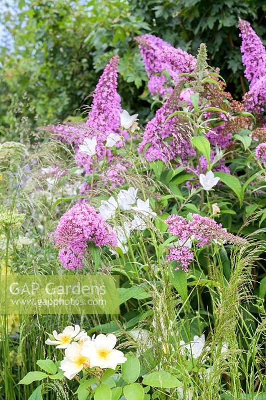 Planting of nectar-rich flowers such as Buddleia, Daucus carota,  Bellflowers  - The Urban Pollinator Garden - RHS Hampton Court Palace Garden Festival, 2019 - Designer: Caitlin McLaughlin