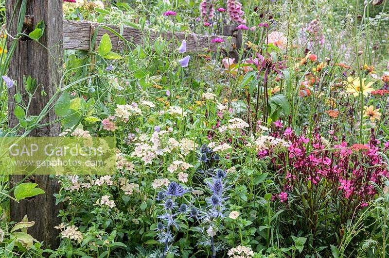 Perennials flowering in The BBC Spring Watch Garden - RHS Hampton Court Festival - Design: Jo Thompson in consultation with Kate Bradbury