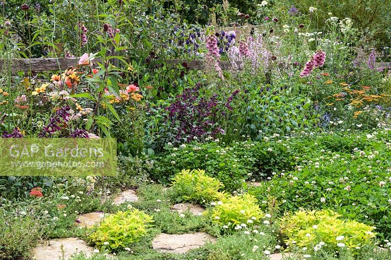 Perennial border with Digitalis, Salvia and clover lawn along rustic fence - The BBC Spring Watch Garden 2019 - RHS Hampton Court Festival 
Design: Jo Thompson in consultation with Kate Bradbury