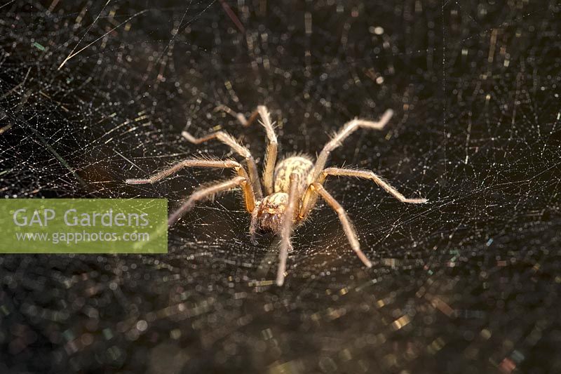 Tegenaria domestica - House Spider on web