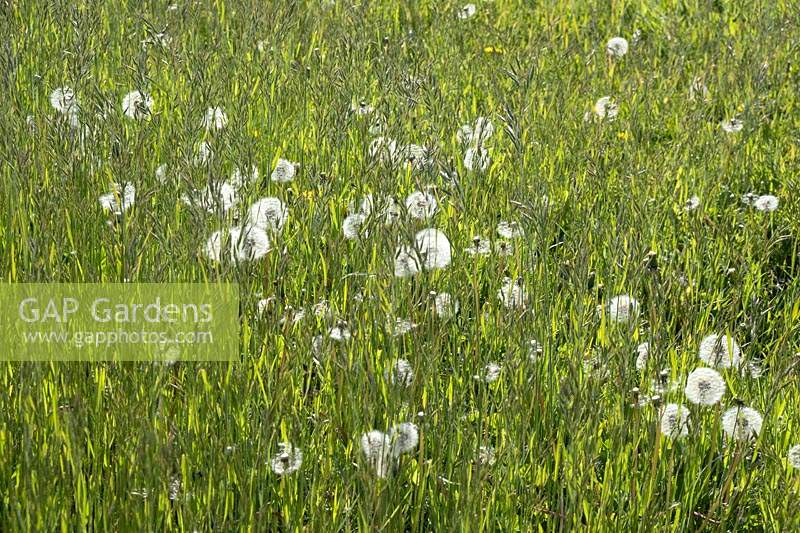 Taraxacum officinale - Dandelion pappus in meadow