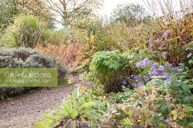 Gravel path leading through mixed autumn border planted with perennials including Aster syn. Michaelmas daisy and Geranium.